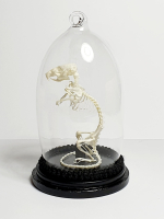 Verlicht Natuur Historische Decoratie. Skelet muis